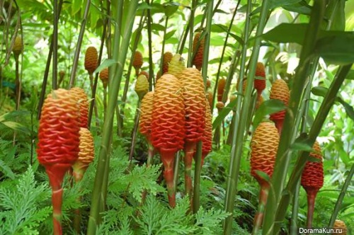 Уникальные растения Азии