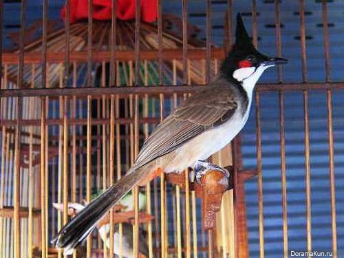 Таиланд. Конкурс певчих птиц