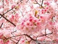 Япония. Время цветения сакуры