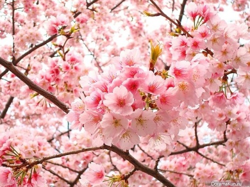 Япония. Время цветения сакуры