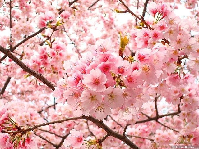 Япония. Время цветения сакуры (1 часть) - Факты об азии