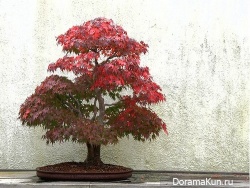 Япония. Бонсай - искусство выращивания дерева в миниатюре