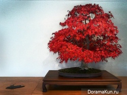 Япония. Бонсай - искусство выращивания дерева в миниатюре