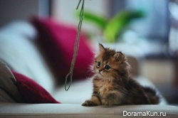 Японский котенок – самый симпатичный в мире!