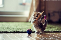 Японский котенок – самый симпатичный в мире!
