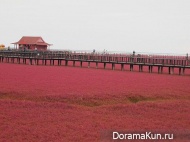 Китай. Красный пляж Паньцзинь