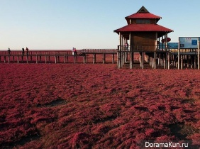 Китай. Красный пляж Паньцзинь